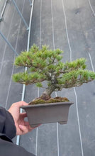 將圖片載入圖庫檢視器 預訂日本🇯🇵那須 五葉松 Japanese White Pine (附上影片)
