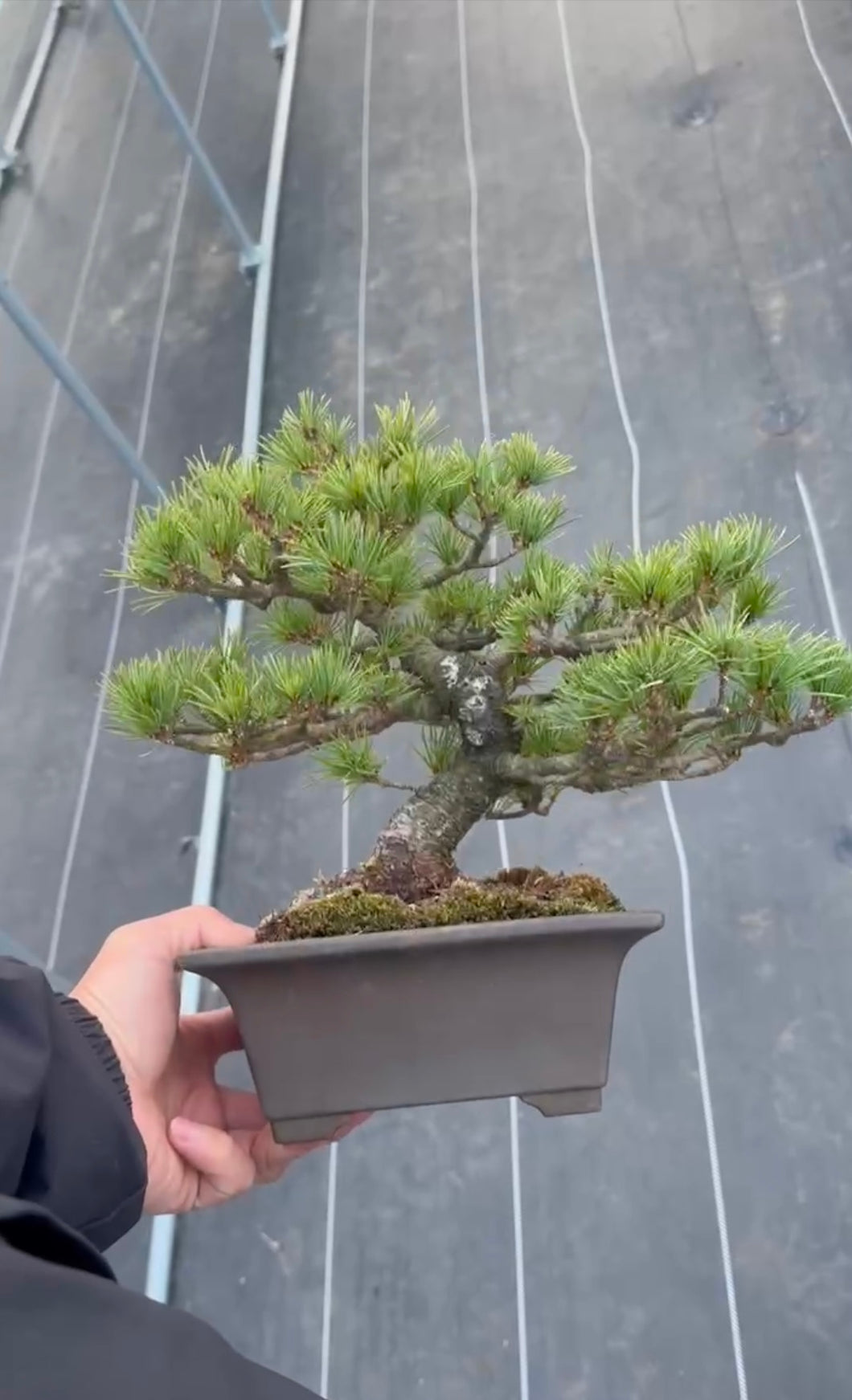 預訂日本🇯🇵那須 五葉松 Japanese White Pine (附上影片)