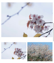 將圖片載入圖庫檢視器 預訂日本🌸山櫻 國風展岀品🌸Japanese Mountain Cherry Yamazakura Sakura（附上影片）
