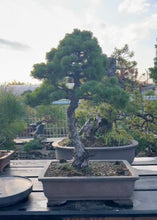 將圖片載入圖庫檢視器 預訂日本🇯🇵五葉松 Japanese white pine (附上影片)
