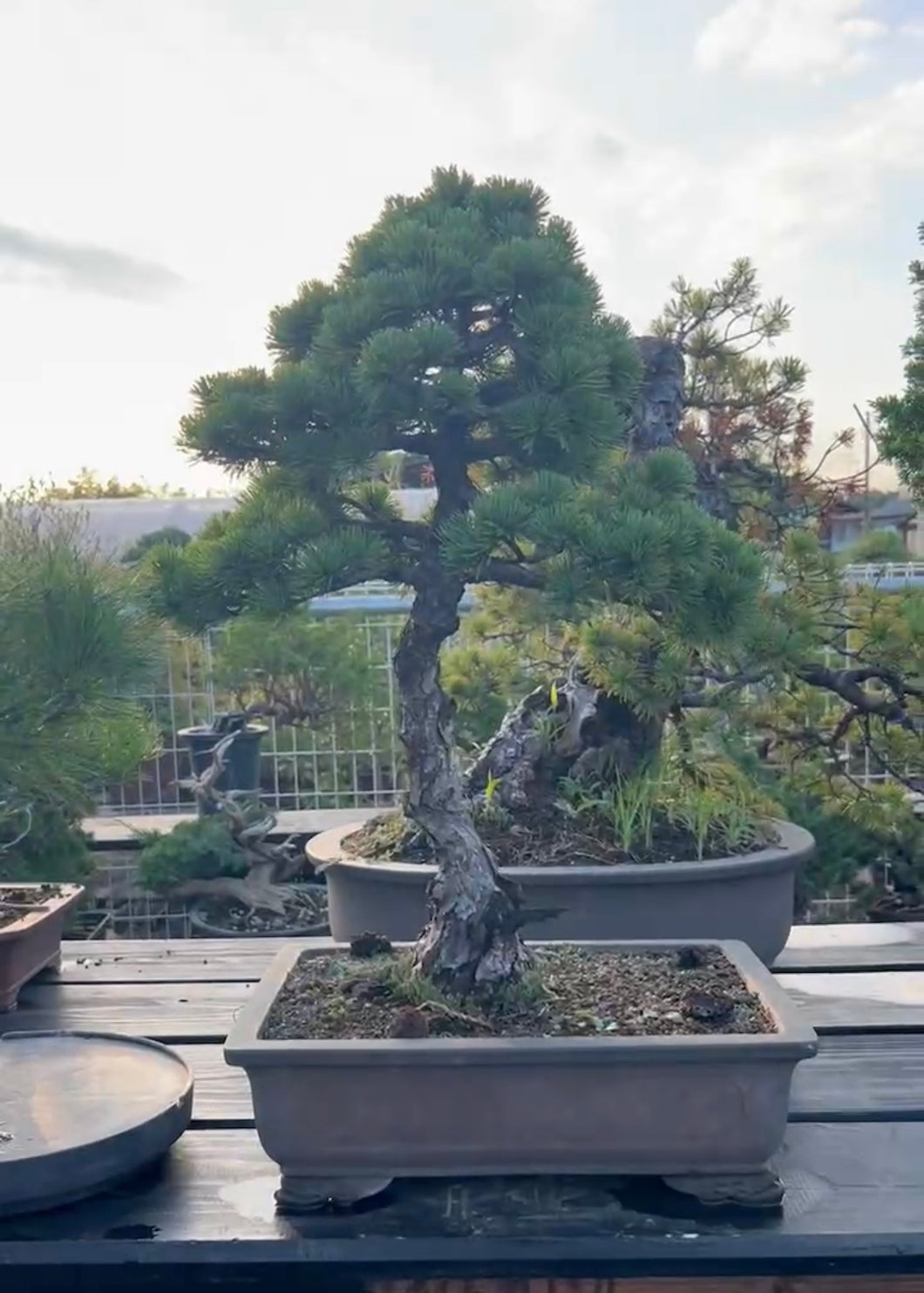 預訂日本🇯🇵五葉松 Japanese white pine (附上影片)