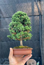 Load image into Gallery viewer, 預訂日本🇯🇵石化檜Sekka Hinoki Cypress (附上影片)
