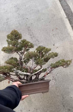 將圖片載入圖庫檢視器 預購日本🇯🇵糸魚川真柏 Japanese Itoigawa Shimpaku (附上影片)
