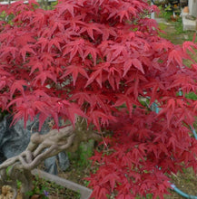 將圖片載入圖庫檢視器 預購日本🇯🇵太幹 岀猩猩 山紅葉Acer Palmatum (附上影片)
