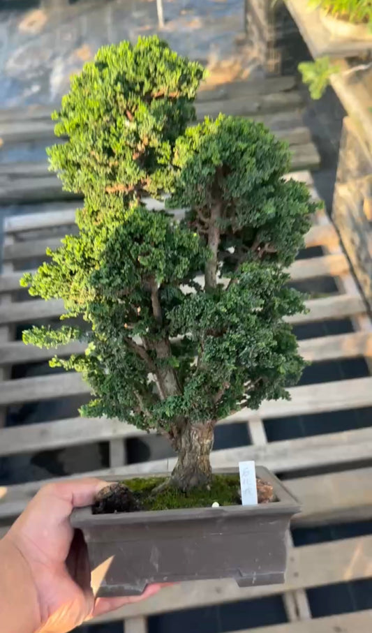 預購日本🇯🇵石化檜Sekka Hinoki Cypress セッカヒノキ (附上影片)