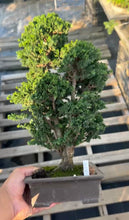 Load images into the gallery viewer 預購日本🇯🇵石化檜Sekka Hinoki Cypress セッカヒノキ (附上影片)
