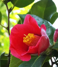 Load image into Gallery viewer, 預訂日本🇯🇵山茶花 椿Camellia sasanqua (附上影片)
