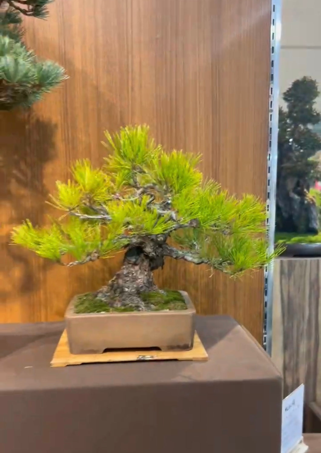 預訂日本🇯🇵五葉松 Japanese White Pine(附上影片)