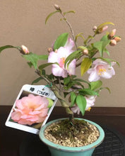 將圖片載入圖庫檢視器 日本🇯🇵山茶花 椿 Camellia sasanqua (附花色照)
