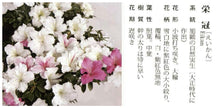 將圖片載入圖庫檢視器 預購日本🇯🇵皐月杜鵑 榮冠 Satsuki azalea Rhododendron (附上影片)
