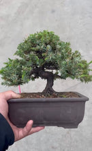 Load images into the gallery viewer Pre-order Japan🇯🇵Juniper (Juniperus Rigida) (Video attached)
