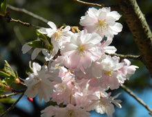 Load image into Gallery viewer, Book Japan🇯🇵Autumnalis Cherry Blossom
