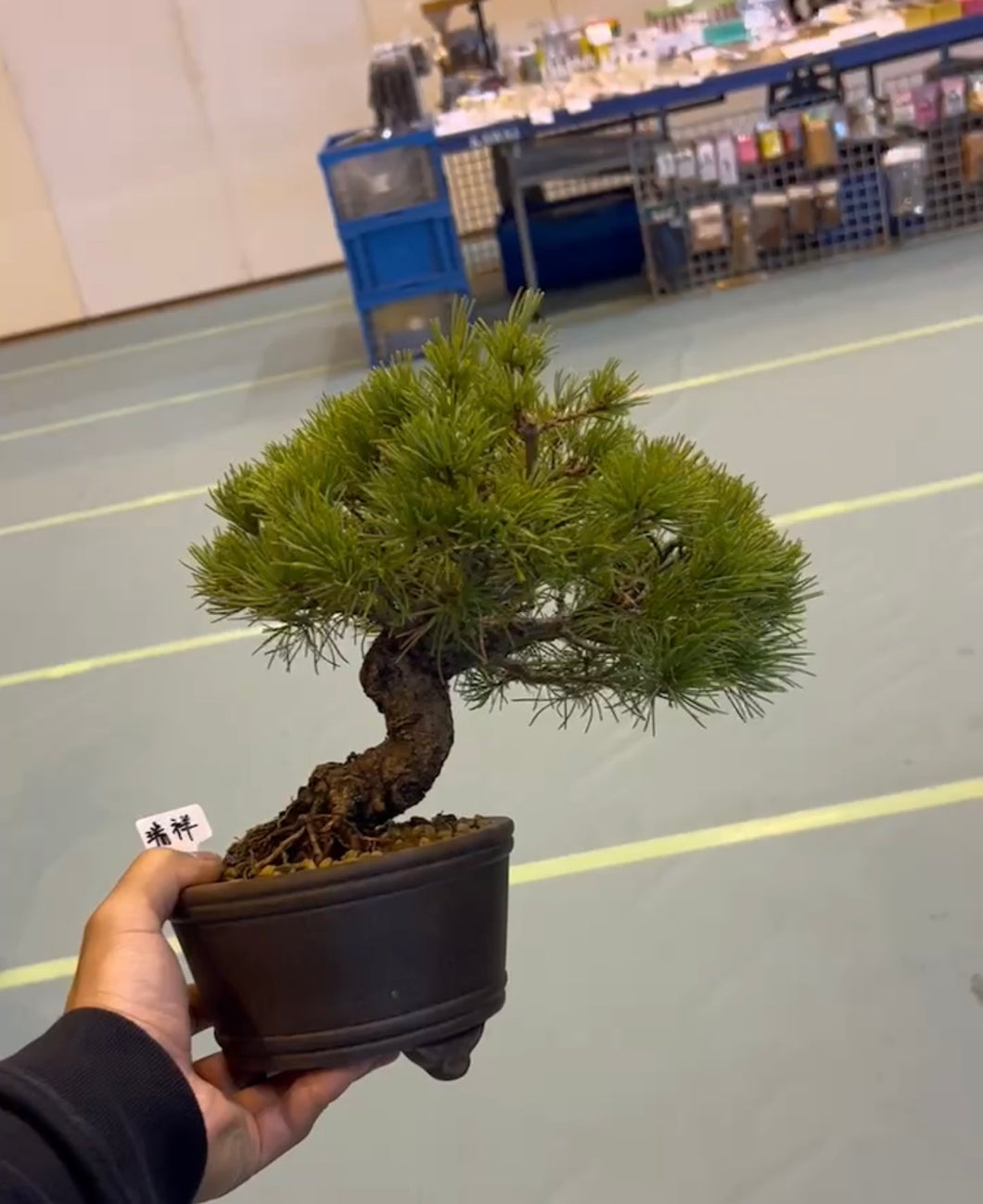 預訂日本🇯🇵五葉松 瑞祥Japanese White Pine (附上影片)