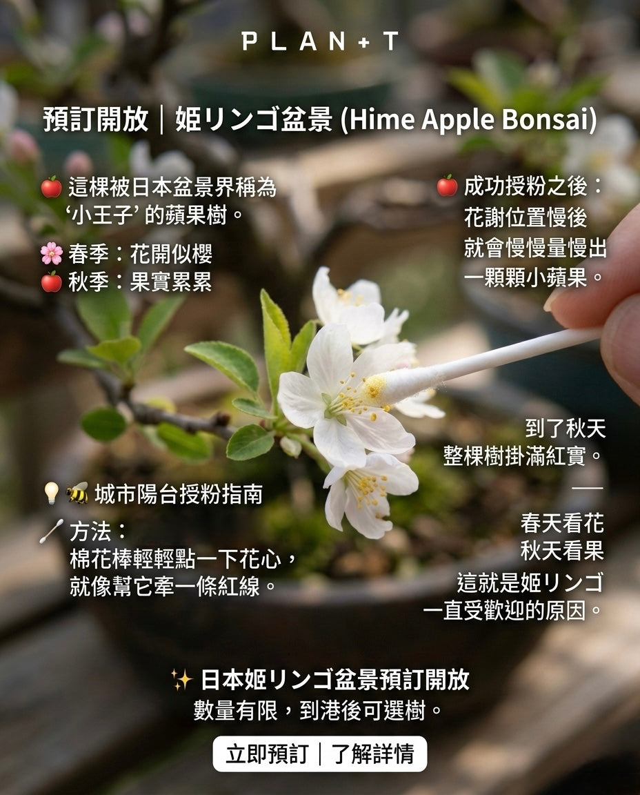 2026年 準備接受預購10月尾到港 日本🇯🇵姫リンゴ姫蘋果🍎HIME RINGO (結果階段)
