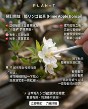 Load images into the gallery viewer Pre-order in Japan in March 2026🇯🇵Hime Hime Apple🍎HIME RINGO
