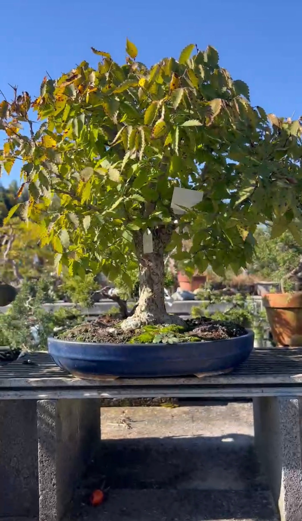 預訂日本🇯🇵榆欅Zelkova Serrata (附上影片)