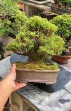 將圖片載入圖庫檢視器 日本🇯🇵山採珍種 屋久島杉Cryptomeria japonica (附上影片)
