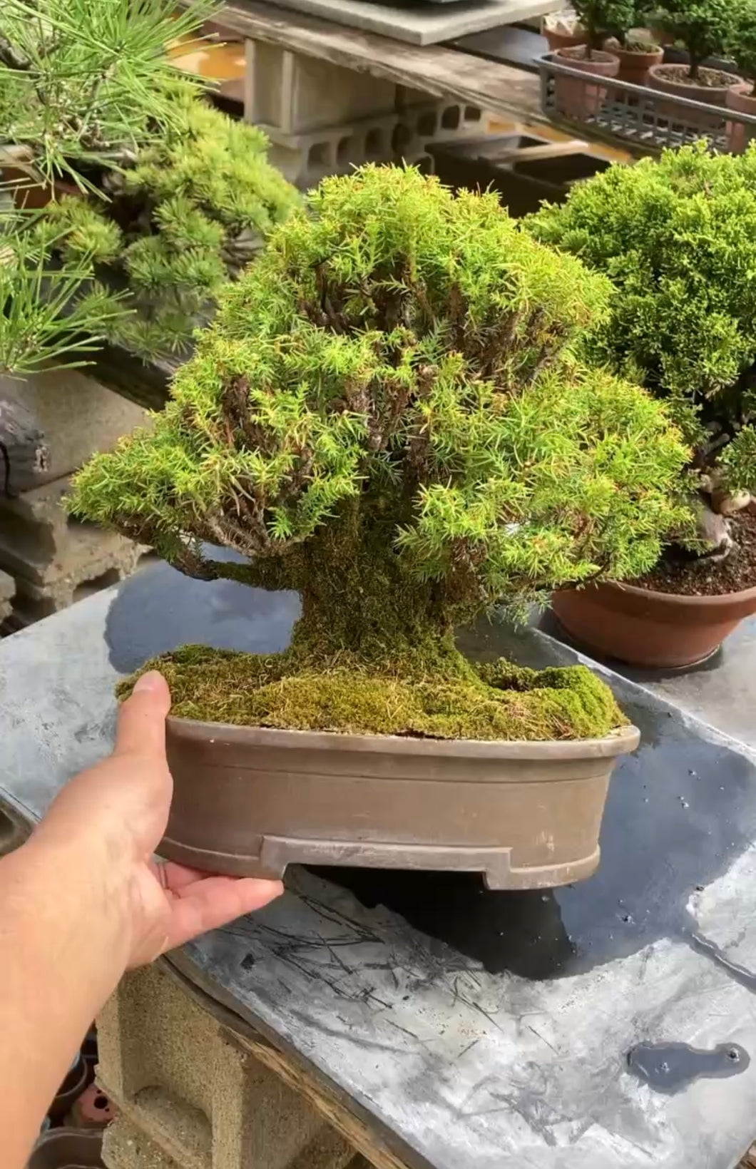 日本🇯🇵山採珍種 屋久島杉Cryptomeria japonica (附上影片)
