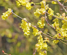 Load image into Gallery viewer, Japan🇯🇵Tosa Mizuki Spike winter hazel ready to bloom (video attached)
