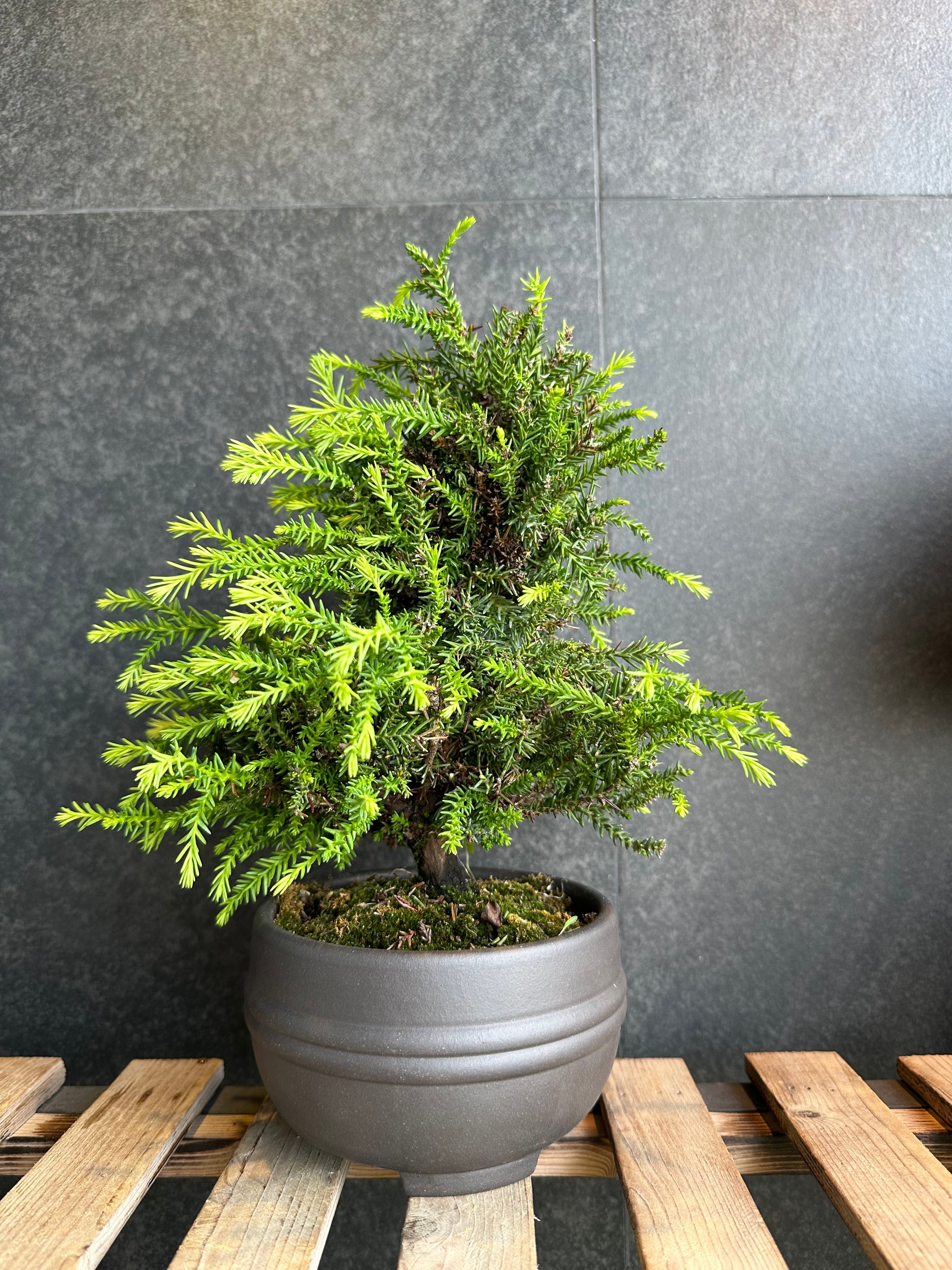 日本 八房杉Cryptomeria japonica (附上影片) – BONSAI PLAN+T