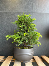Load image into Gallery viewer, 日本🇯🇵八房杉Cryptomeria japonica (附上影片)
