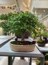 Load an image into the library viewer Pre-order Japan🇯🇵Keyaki Zelkova Serrata (video attached)
