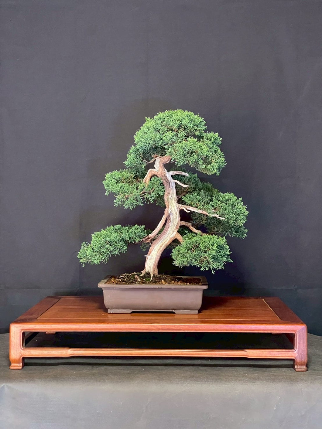 預購日本🇯🇵糸魚川真柏 Japanese Itoigawa Shimpaku (附上影片)