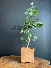 將圖片載入圖庫檢視器 日本🇯🇵銀杏Ginkgo Biloba (附上影片)
