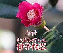 將圖片載入圖庫檢視器 預購日本🇯🇵山茶花 椿 伊予侘芯 Camellia Sasanqua (附上影片)
