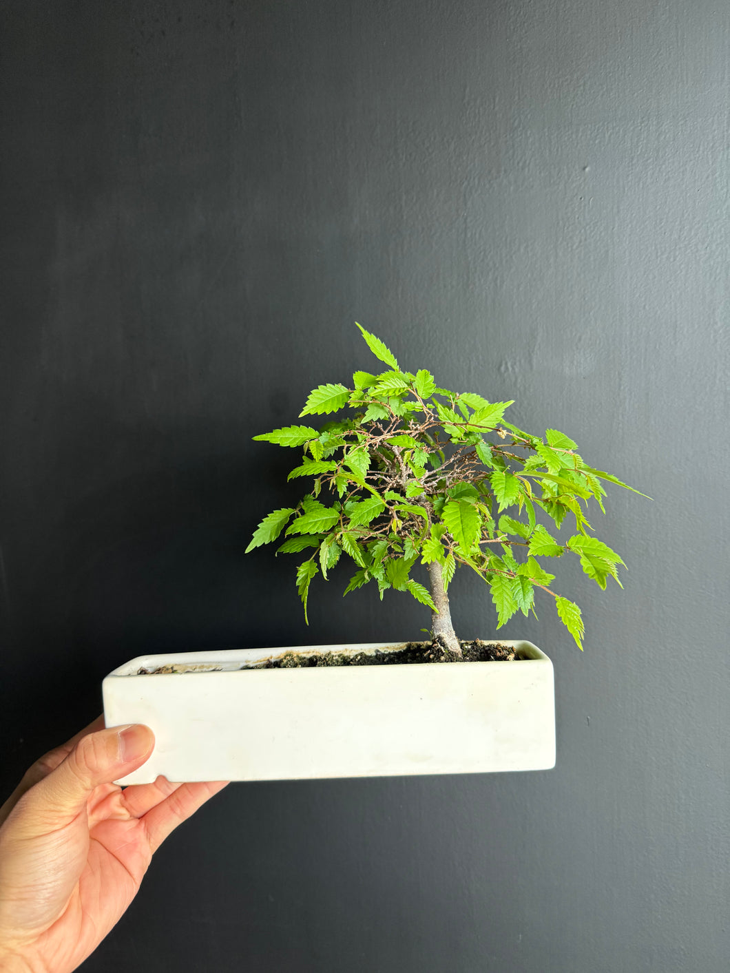 Japan🇯🇵Zelkova serrata (video attached) has lost its leaves