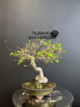 Loading images into the library viewer Japan🇯🇵Zelkova Serrata (with video attached)
