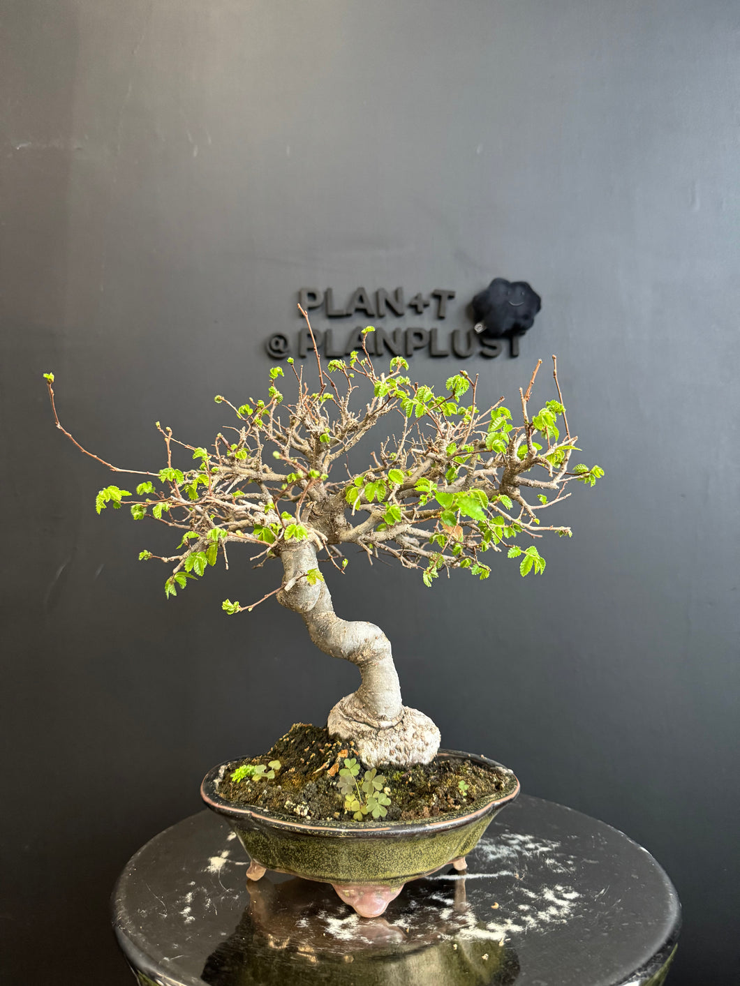 Japan🇯🇵Zelkova Serrata (with video attached)
