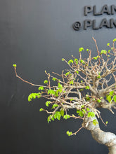 Loading images into the library viewer Japan🇯🇵Zelkova Serrata (with video attached)
