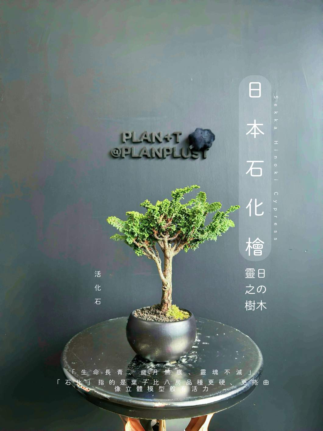 Japan🇯🇵Sekka Hinoki Cypress ヒノキ
