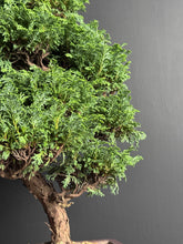 將圖片載入圖庫檢視器 日本🇯🇵津山檜Hinoki Chamaecyparis Obtusa ヒノキ (附上影片)
