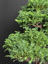 將圖片載入圖庫檢視器 日本🇯🇵津山檜Hinoki Chamaecyparis Obtusa ヒノキ (附上影片)
