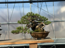 Load image into Gallery viewer, Pre-order Japan🇯🇵Japanese White Pine (video attached)
