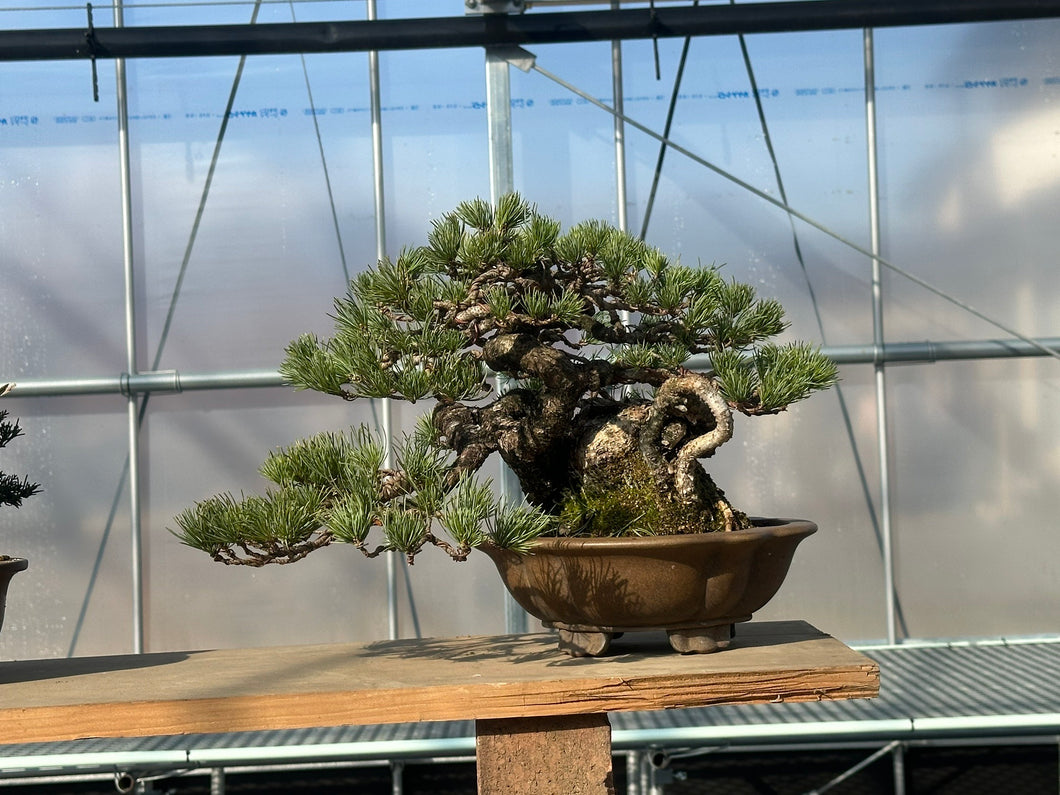 預購日本🇯🇵太幹 五葉松 Japanese White Pine (附上影片)