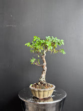 將圖片載入圖庫檢視器 日本🇯🇵欅樹Keyaki Zelkova Serrata (附上影片)
