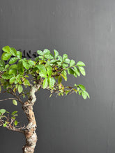 將圖片載入圖庫檢視器 日本🇯🇵欅樹Keyaki Zelkova Serrata (附上影片)
