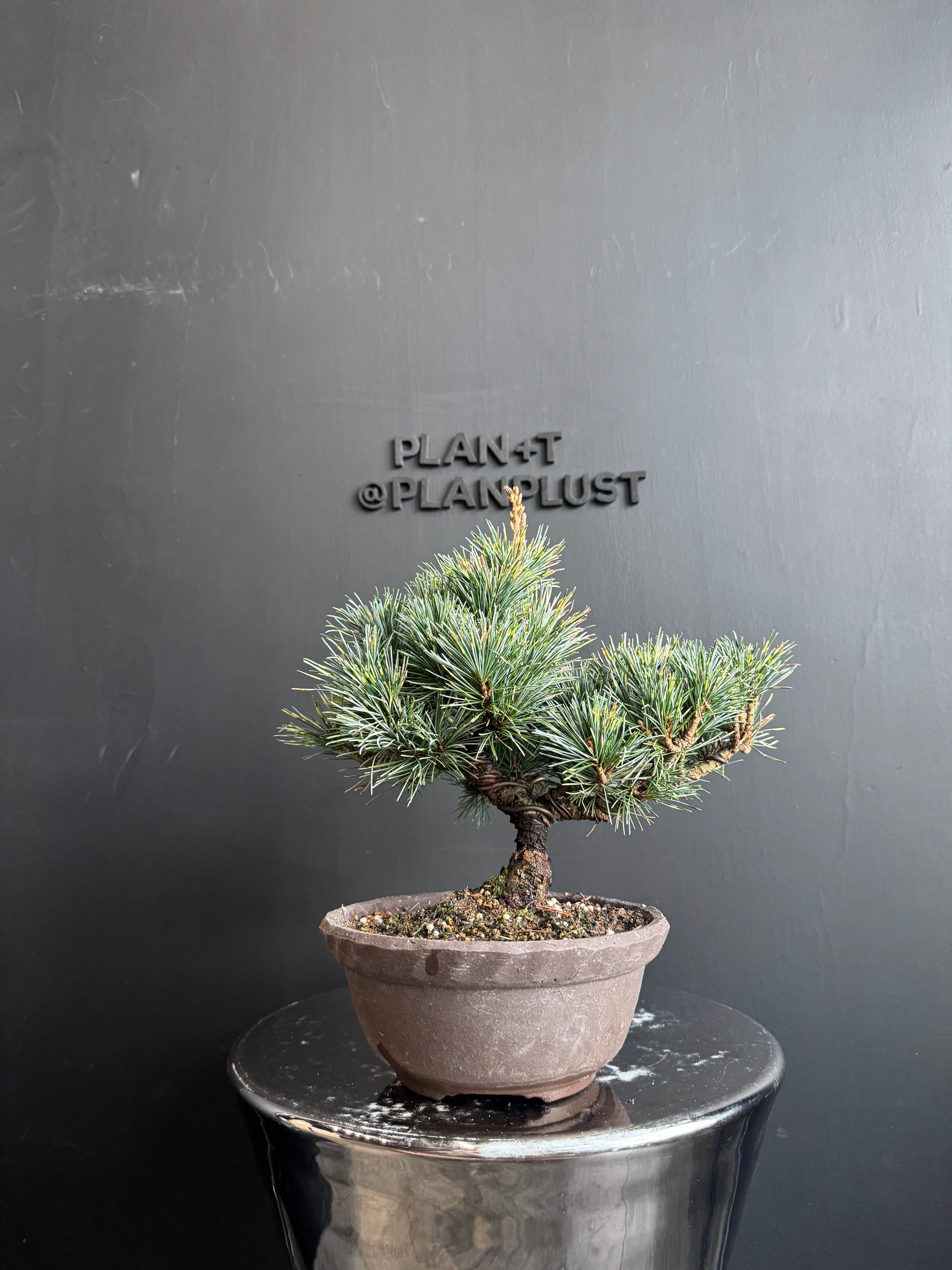 日本🇯🇵五葉松吹雪Japanese White Pine (附上影片) – BONSAI PLAN+T
