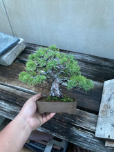 Load images into the gallery viewer Pre-order Japan🇯🇵Japanese White Pine (with video)
