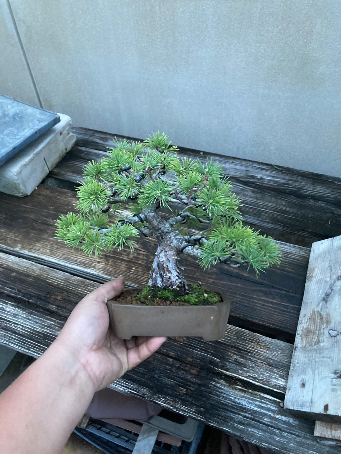 香港網上日本盆景專門店BONSAI PLAN+T 預購日本五葉松盆栽
