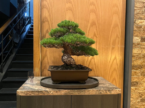 香港網上日本盆景專門店BONSAI PLAN+T 預購日本五葉松盆栽