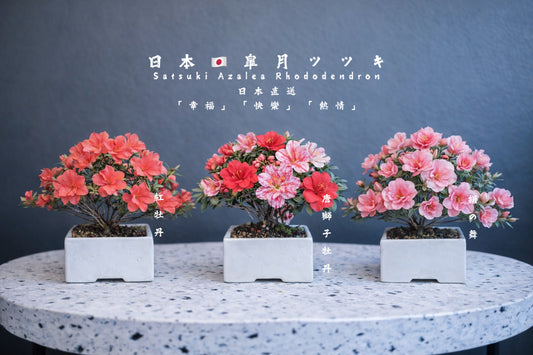 (Sold out) Pre-order for Japan in April 2026🇯🇵Satsuki Azalea Rhododendron/Tang Lion Peony/Red Peony/Silk Dance