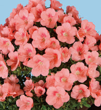 將圖片載入圖庫檢視器 日本🇯🇵皐月杜鵑 絹の舞Satsuki Azalea Rhododendron (附上影片）
