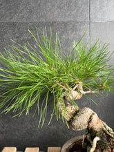 將圖片載入圖庫檢視器 日本🇯🇵黑松Black Pine  / Pinus Thunbergii(附上影片)
