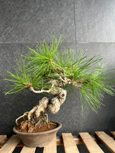 Load image into Gallery viewer, 日本🇯🇵黑松Black Pine  / Pinus Thunbergii(附上影片)

