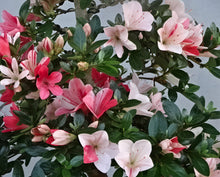 將圖片載入圖庫檢視器 日本🇯🇵皐月杜鵑 美咲Satsuki Azalea Rhododendron (附上影片）
