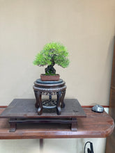 Load images into the gallery viewer Pre-order Japan🇯🇵Black Pine (with video)
